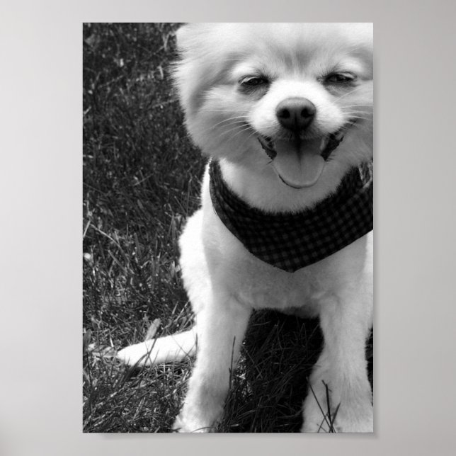 Póster Dias de Cães de Verão Quente (Frente)