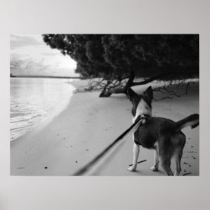Poster Dias de cão