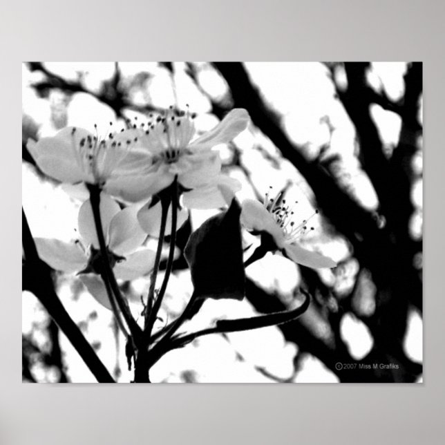 Poster Dias de madeira (Frente)