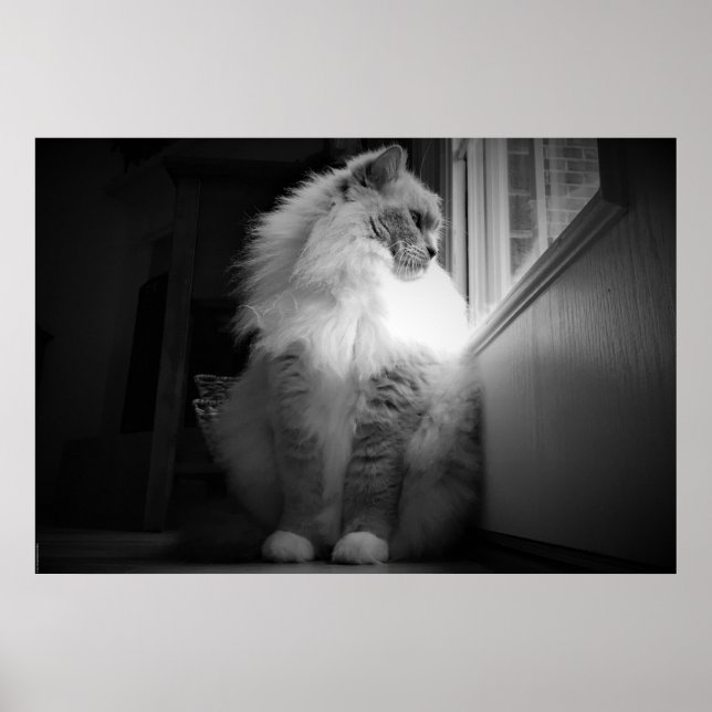 Poster Dias Lentos, (Frente)