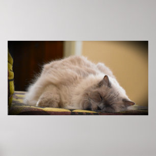 Poster Dias Lentos,