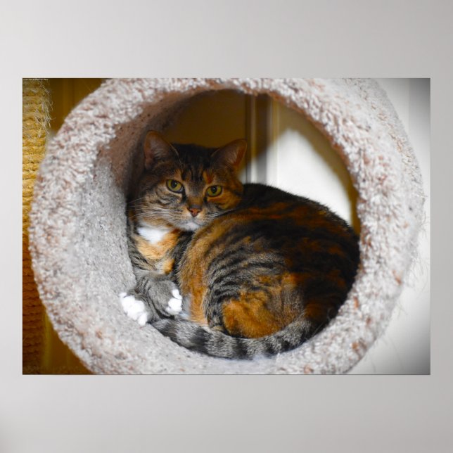 Poster Dias Lentos, (Frente)