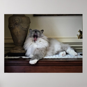 Poster Dias Lentos,