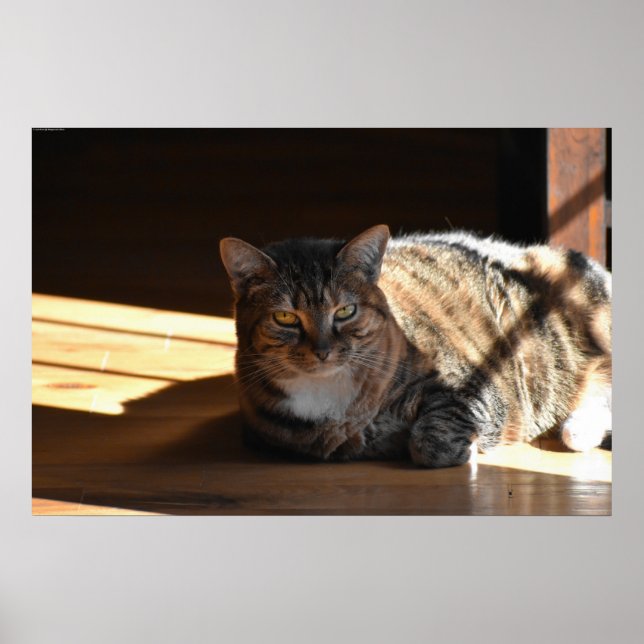 Poster Dias Lentos, (Frente)