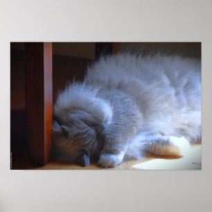 Poster Dias Lentos,