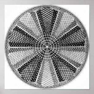 Póster Diatom 13 Ernst Haeckel Fine Art