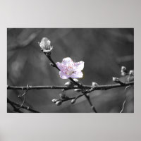 Dica do Flor de Cereja Rosa