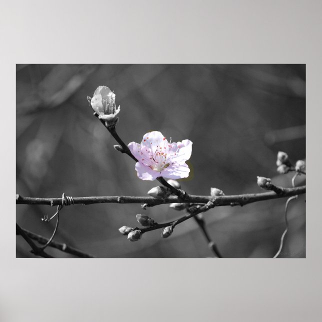 Poster Dica do Flor de Cereja Rosa (Frente)