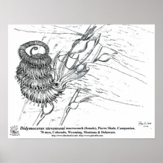 Póster Didymoceras stevensoni