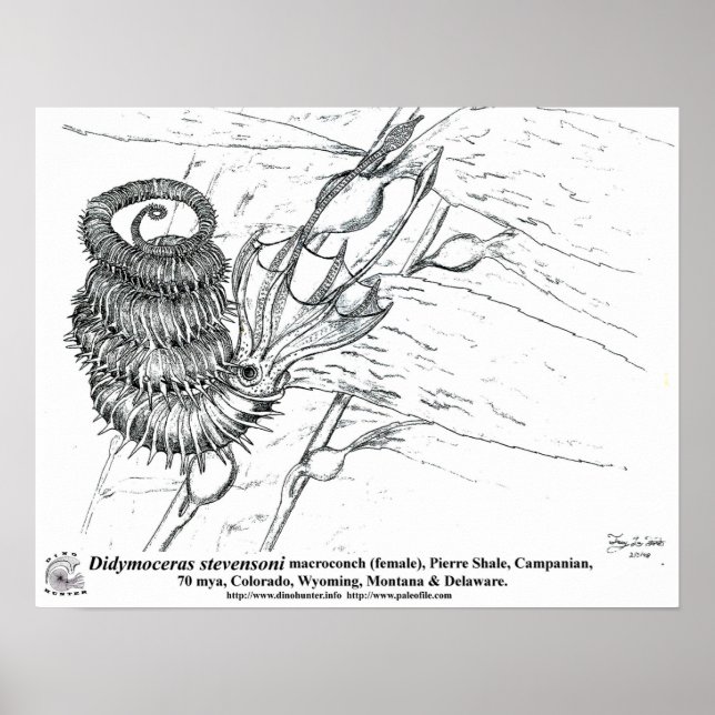Póster Didymoceras stevensoni (Frente)