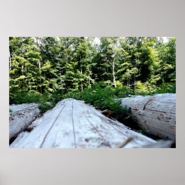 Poster Die Kraft des Waldes