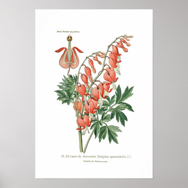 Póster Dielytra (Dicentra) spectablis (Frente)