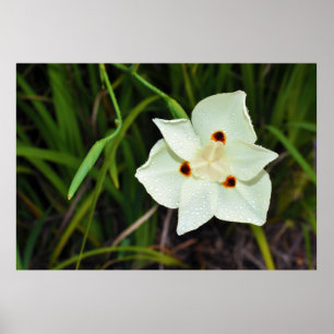 Poster Dietes Bicolor African Iris Fortnight Lily