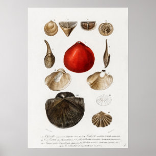 Poster Diferentes tipos de moluscos