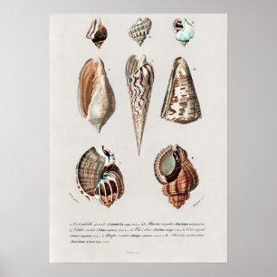 Poster Diferentes tipos de moluscos