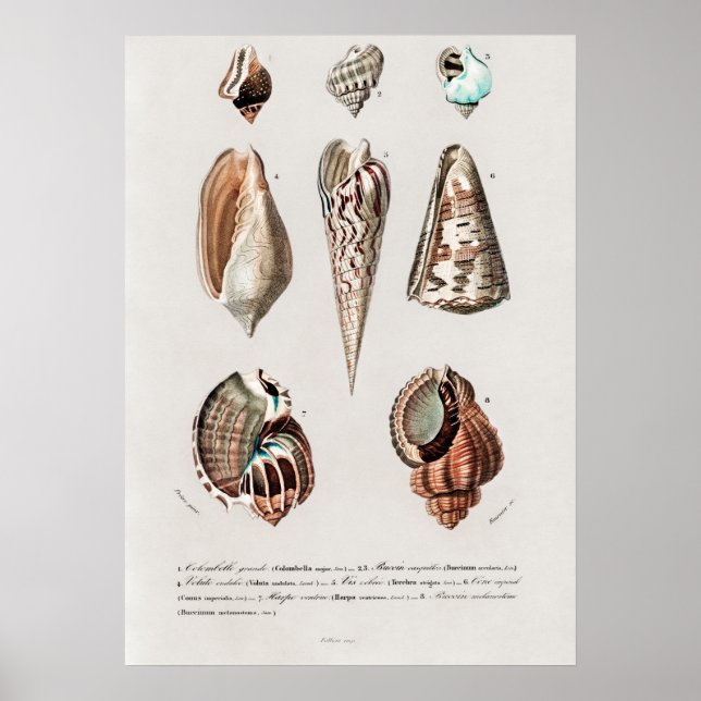 Poster Diferentes tipos de moluscos (Frente)