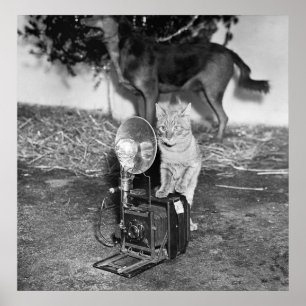 Poster Diga Catnip: 1936