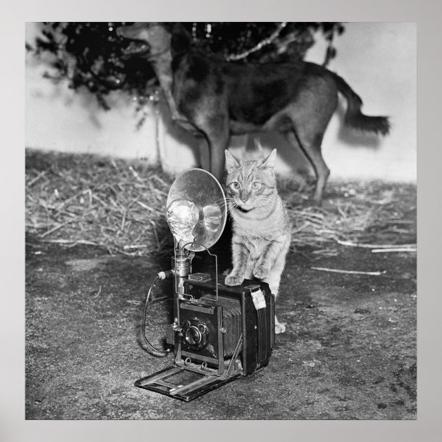 Poster Diga Catnip: 1936 (Frente)