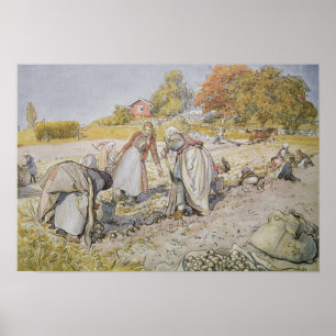 Póster Digging Batatas, 1905