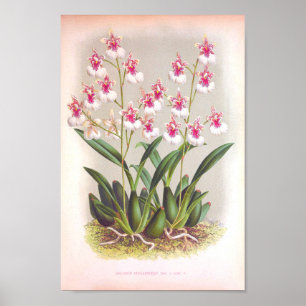 Poster Dîna Rosa Orquídeas Brancas Vintagem Oncidium Phal