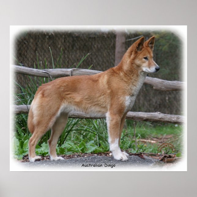 Póster Dingo australiano 9Y209D-268 (Frente)