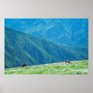 Poster Dinheiro das montanhas