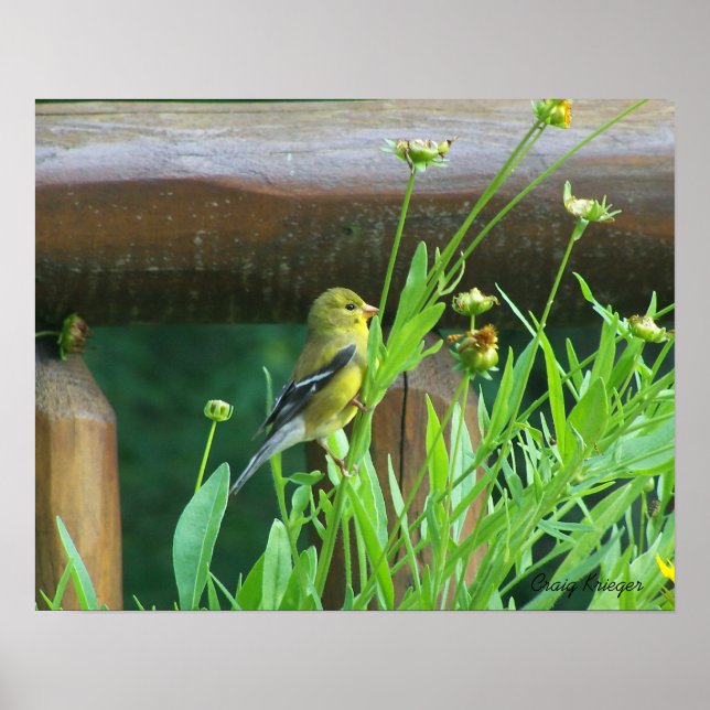 Poster Dining Goldfinch (Frente)