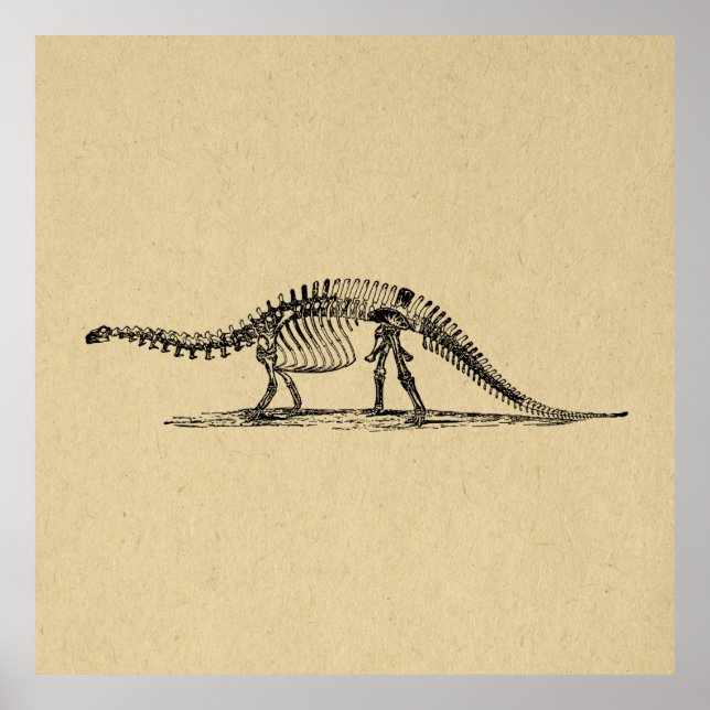 Poster Dinossaur Skeleton Vintage Art (Frente)