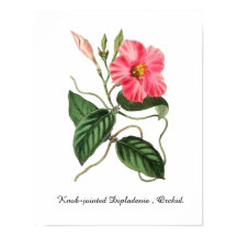 Dipladenia articulada, Orquídea. 11 X 14
