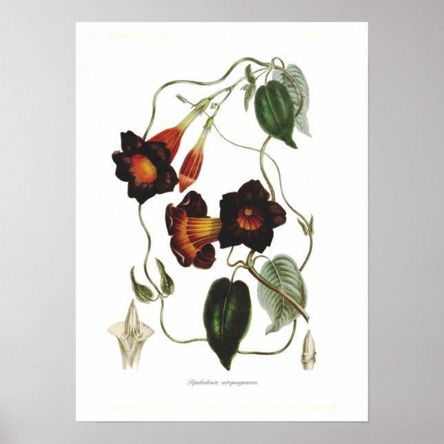 Póster Dipladenia atropurpureia (Frente)