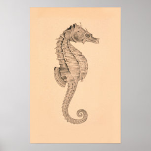Poster Diptych do cavalo de mar do vintage mim