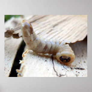 Poster dirigido redondo do perfurador