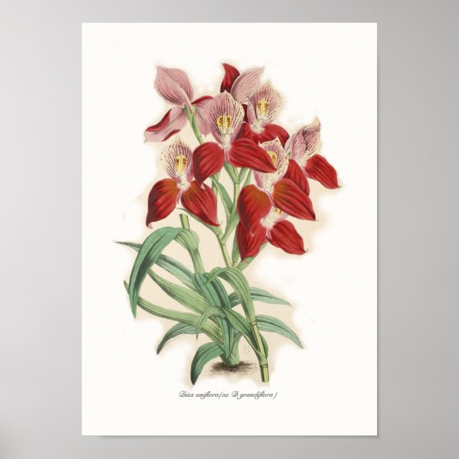 Póster Disa uniflora (na forma D grandiflora) (Frente)