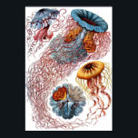 Poster Disco<br><div class="desc">Um prato de Ernst Haeckel "Kunstformen der Nature" (1899),  representando Disco Dusae.</div>
