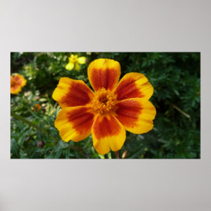 Póster Disco Marigold Orange and Red Summer Flower
