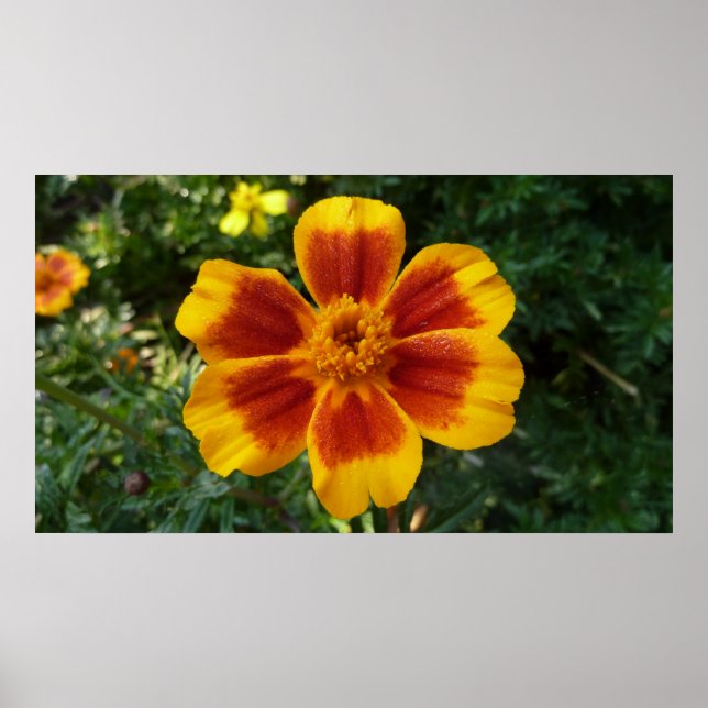 Póster Disco Marigold Orange and Red Summer Flower (Frente)
