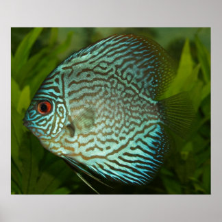 Póster Disco - Symphysodon aequifasciata