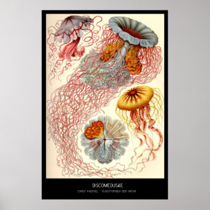 Póster Discomedusae - placa 8 - der Natur de Kunstformen