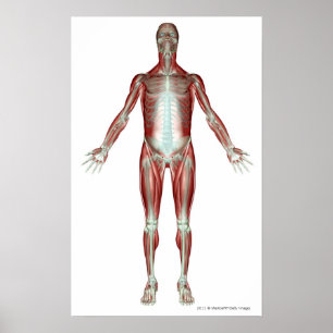Póster Disposição de todos os músculos no corpo humano