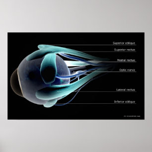 Póster Disposição de todos os músculos no olho humano