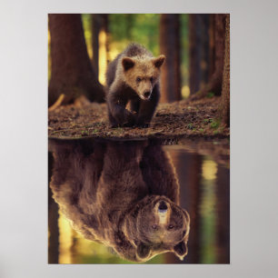 Poster Dispositivo De Envio Grizzly - Reflexão Da Água Do