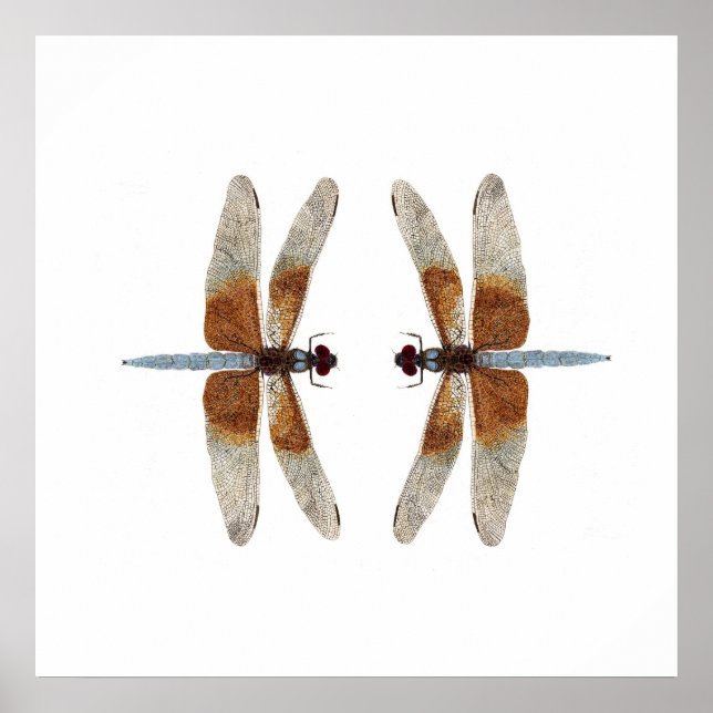 Póster Distância 2 Dragonflies De Skimmer Da Viúva (Frente)
