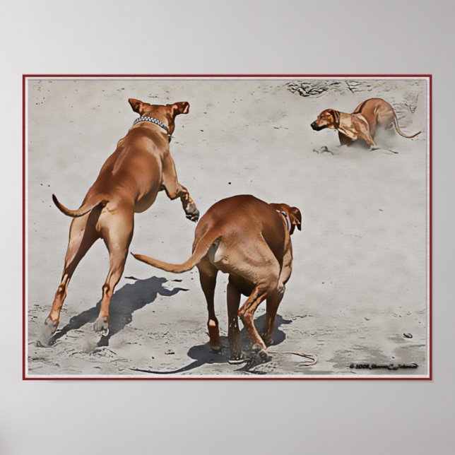Poster Diversão de Ridgebacks na praia - Personalizada (Frente)