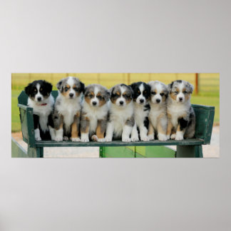Poster Diversão do Aussie Wagon