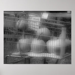 Póster Diversão Fall Pumpkins Black White Photo Impress