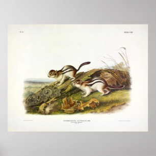 Poster Diz o Marmot Squirrel (Ground Sqrl de manta Ouro)