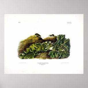 Poster Diz o Mínimo Shrew, ou o Mínimo Shrew Norte-Americ