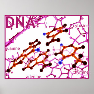 Póster DNA Bases pequeno