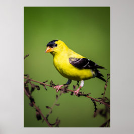 Poster do American Goldfinch