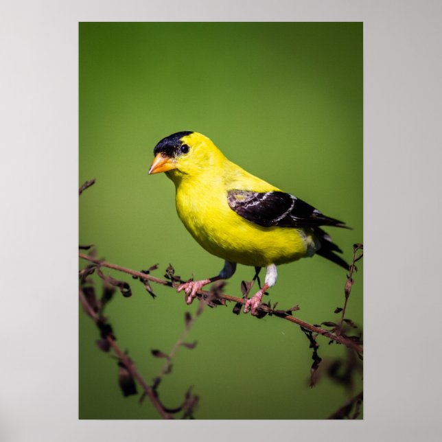 Poster do American Goldfinch (Frente)